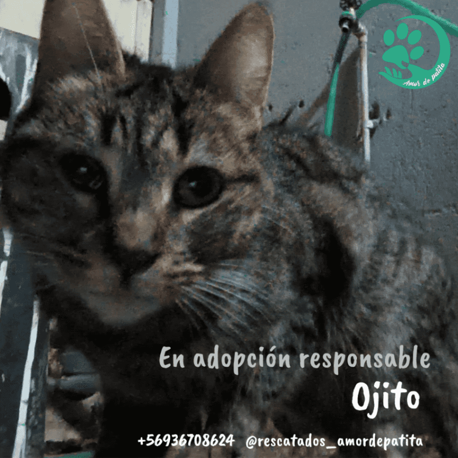 Foto de Ojito