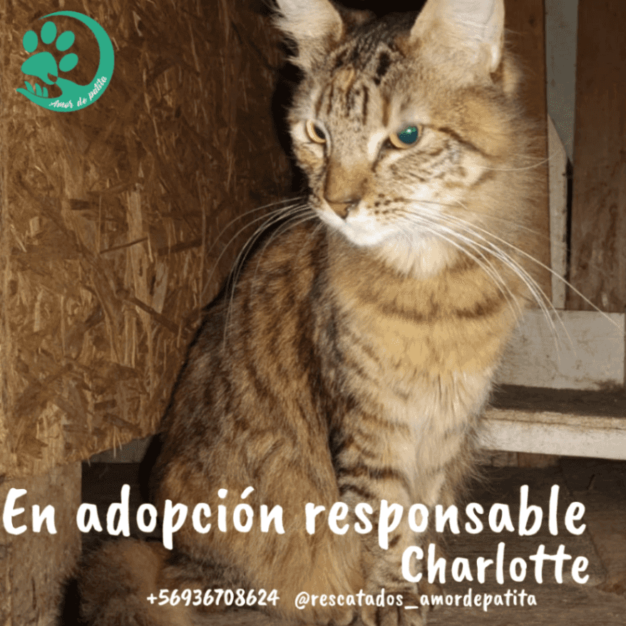 Foto de Charlotte