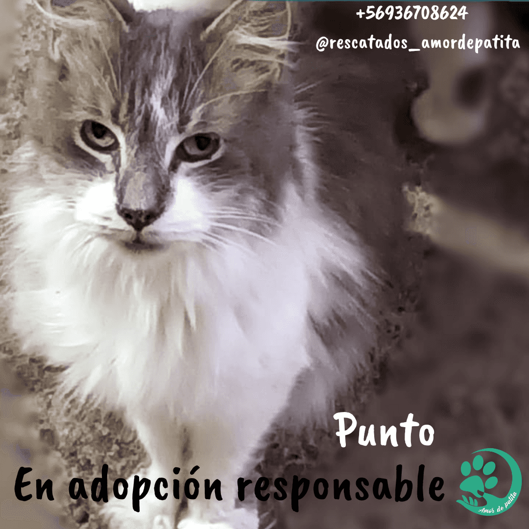 Foto de Punto