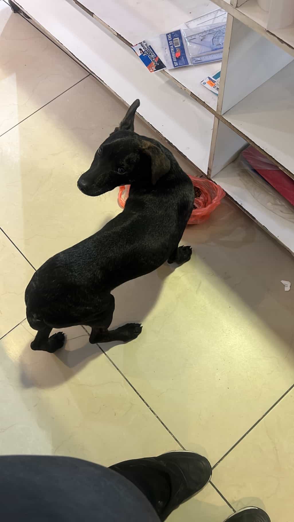 Foto de Orejitas