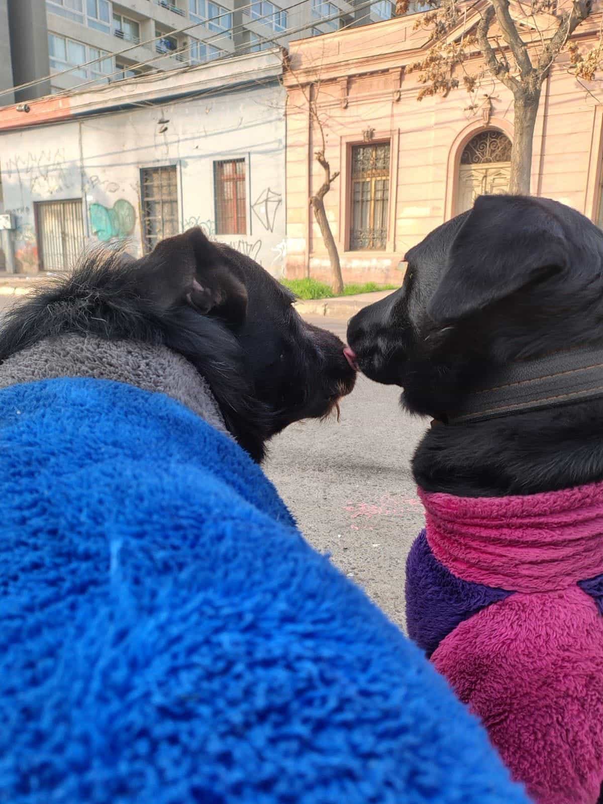 Foto de Negrito
