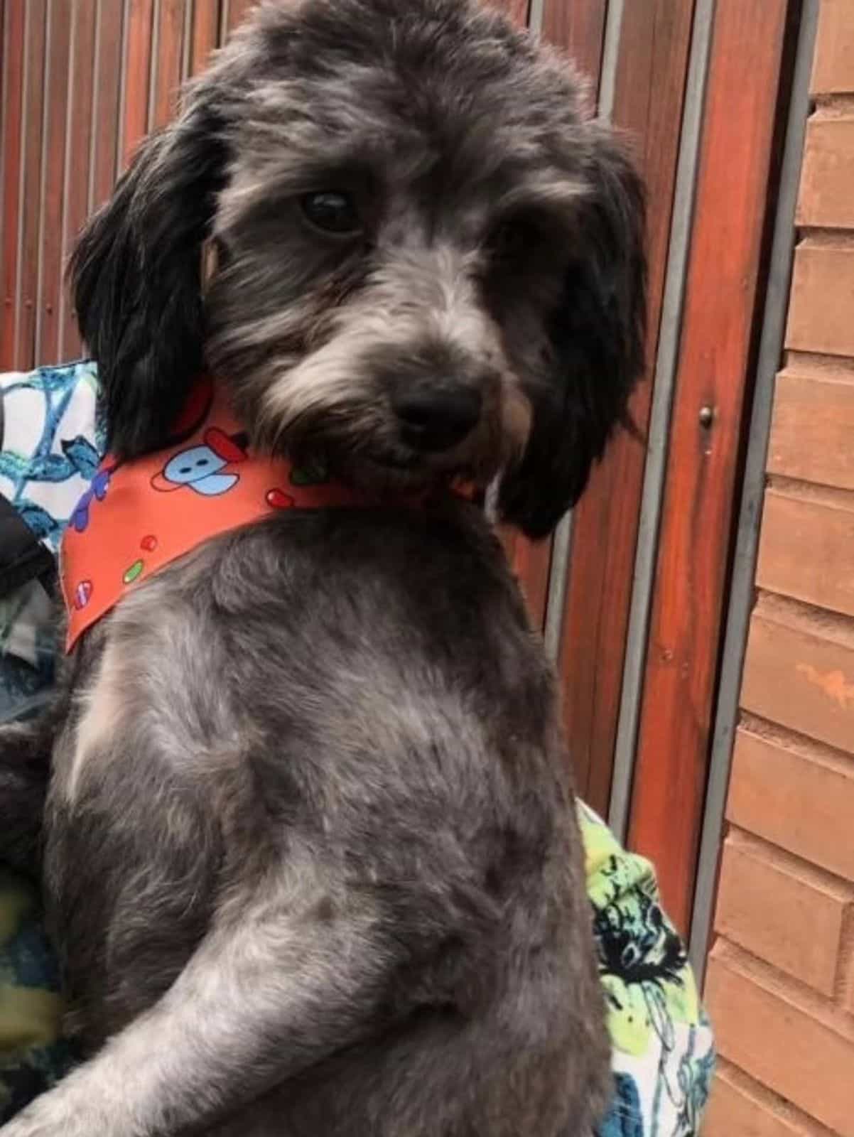 Foto de Bob