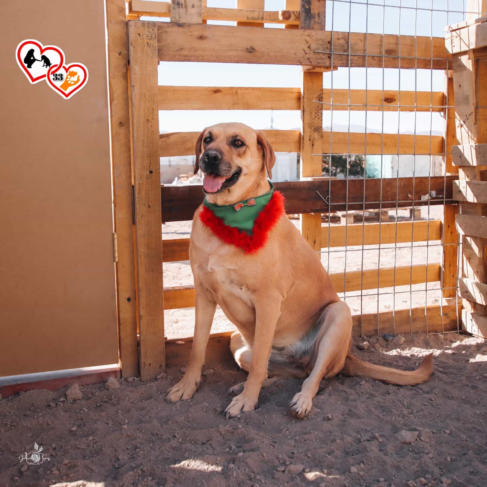 Foto de Canela