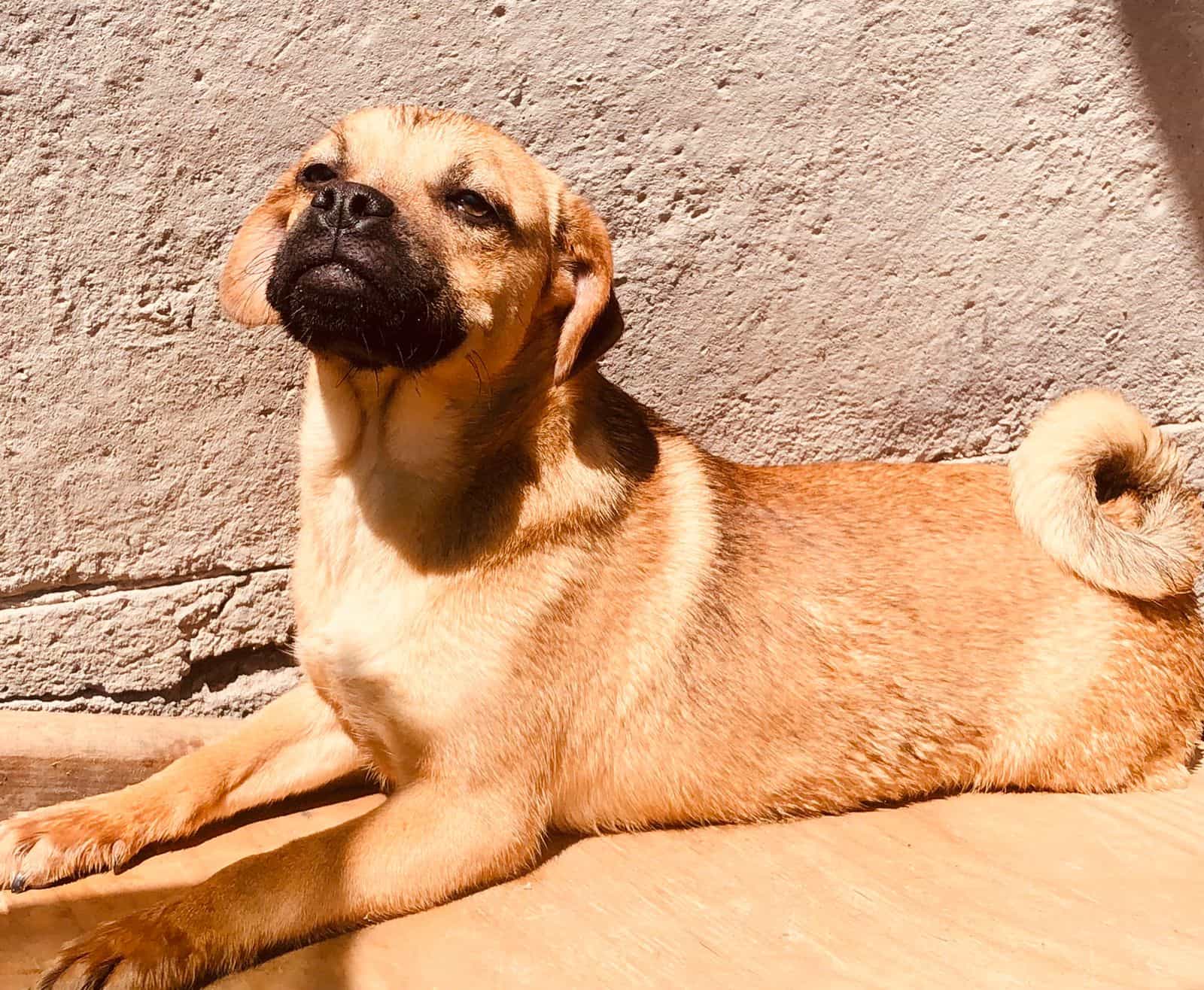 Foto de Maya