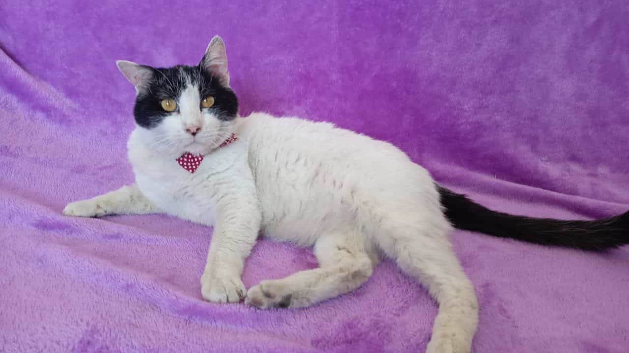 Foto de Gatoperro