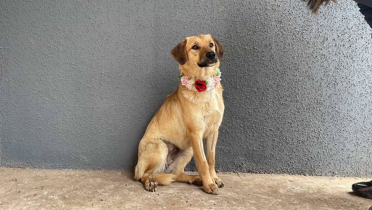 Foto de Mira