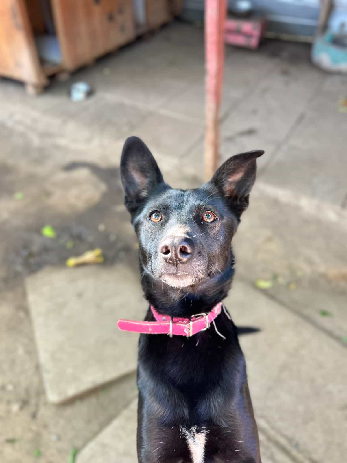 Foto de Puca