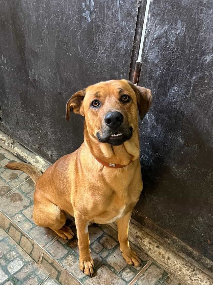 Foto de Shaggy