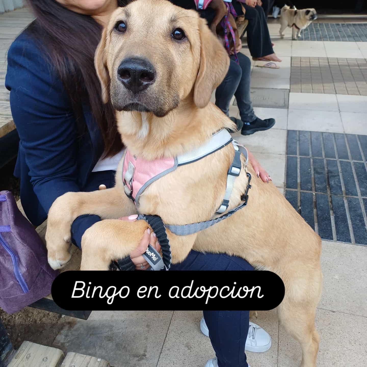 Foto de Bingo