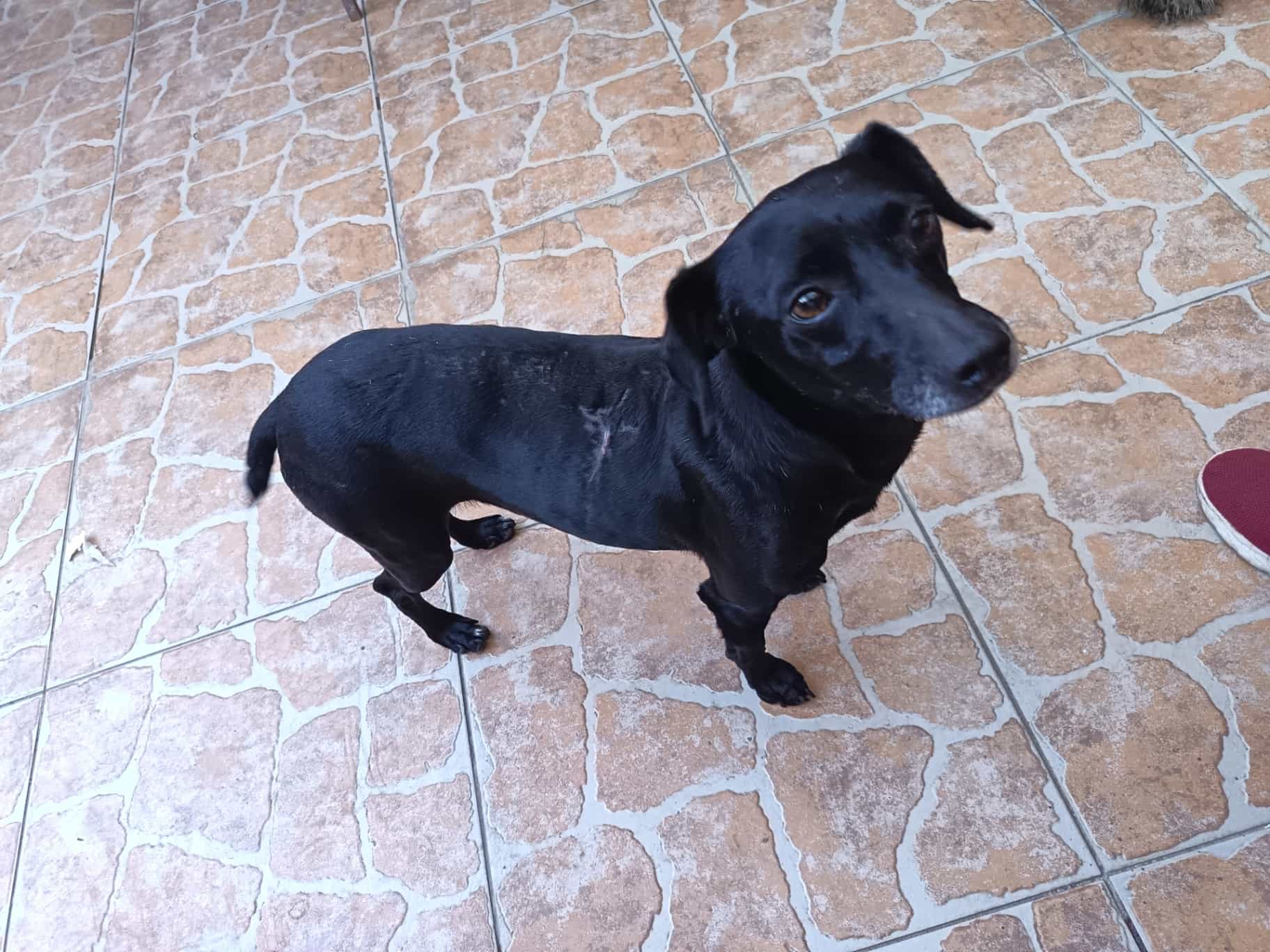 Foto de Carboncito