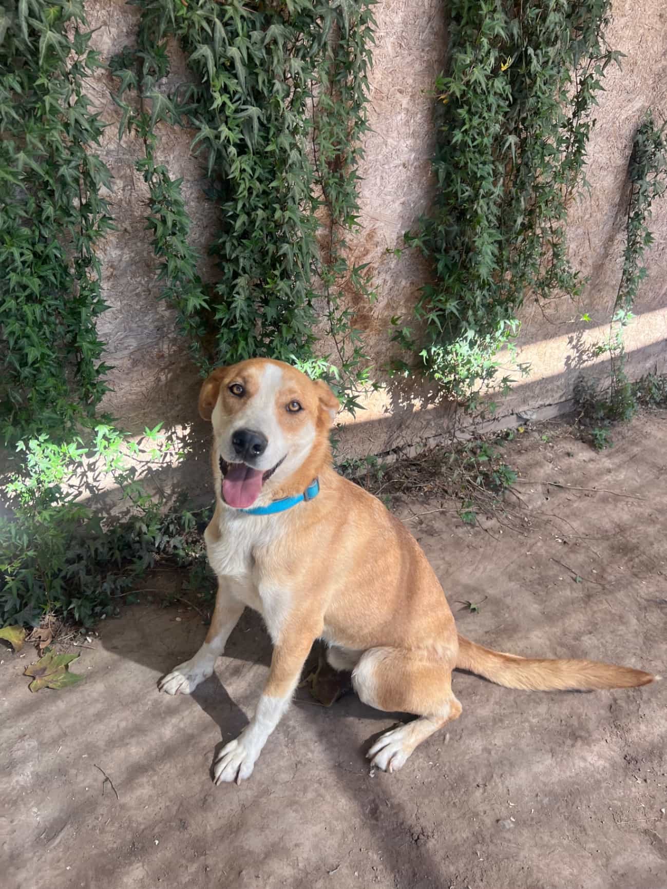 Foto de Milo