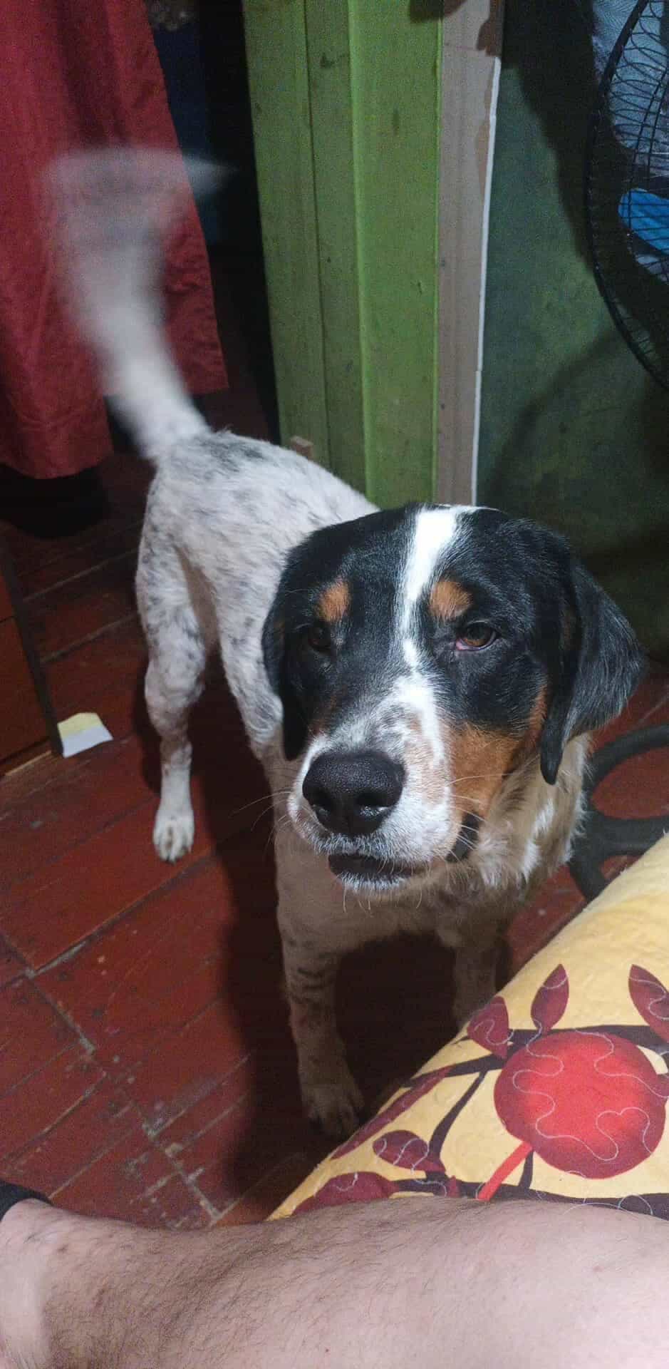 Foto de Roko