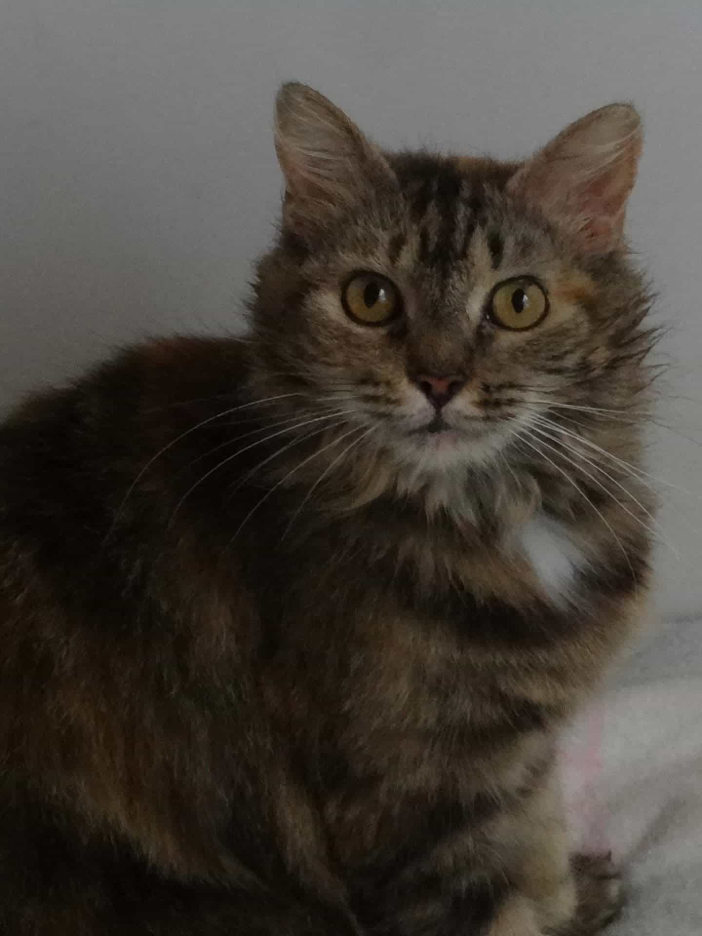Foto de Pastelita