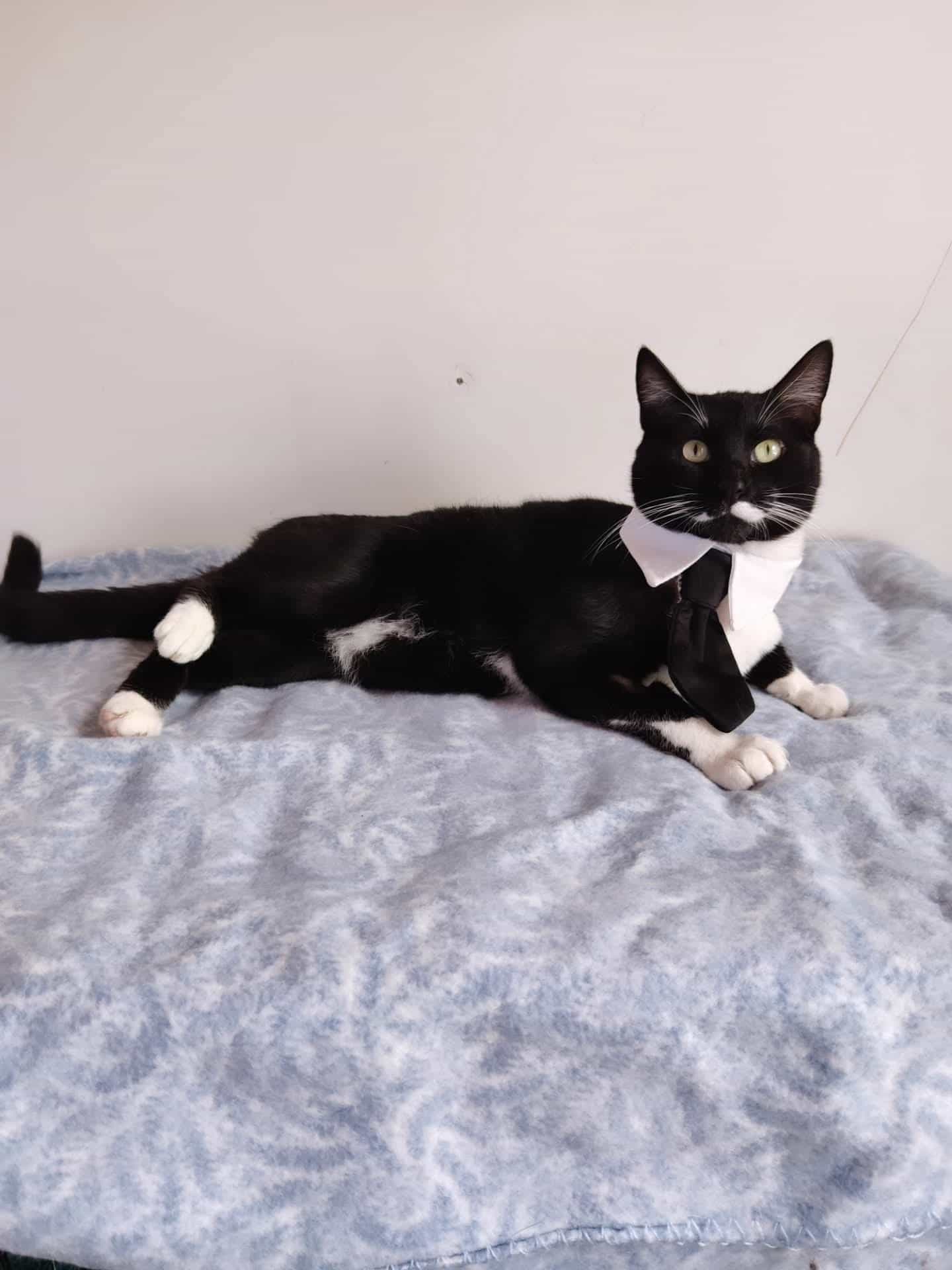 Foto de Kitty
