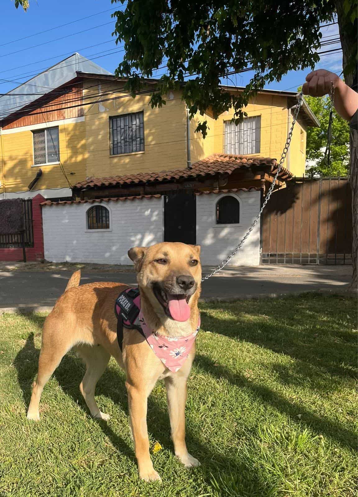 Foto de CANELITA medianita