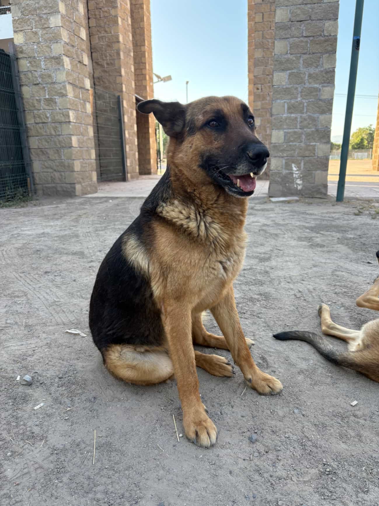 Foto de Rex