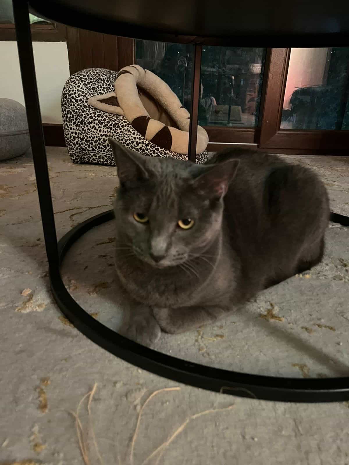 Foto de Lilo