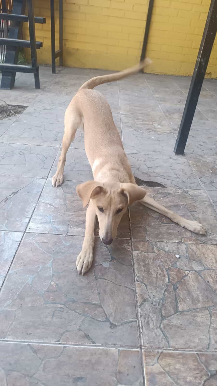Foto de Laika