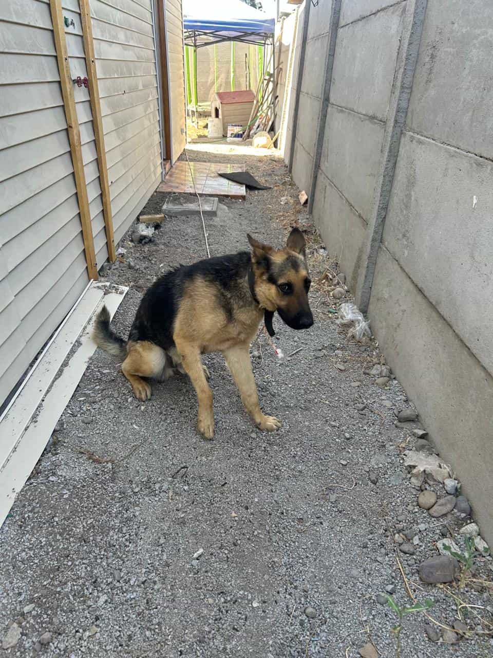 Foto de Drako