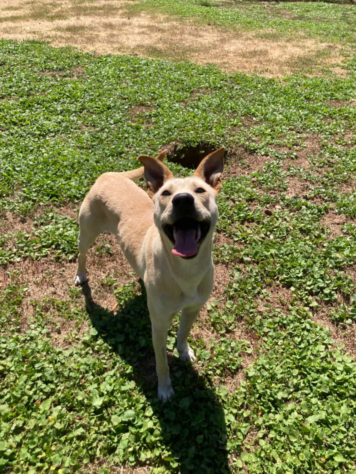 Foto de Charlie