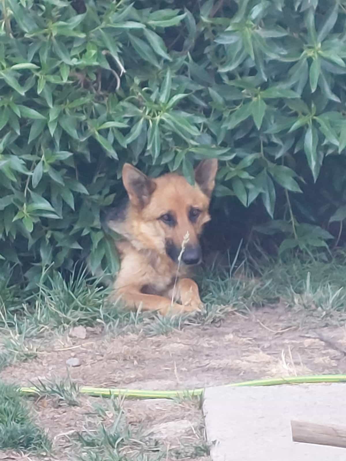 Foto de Cari