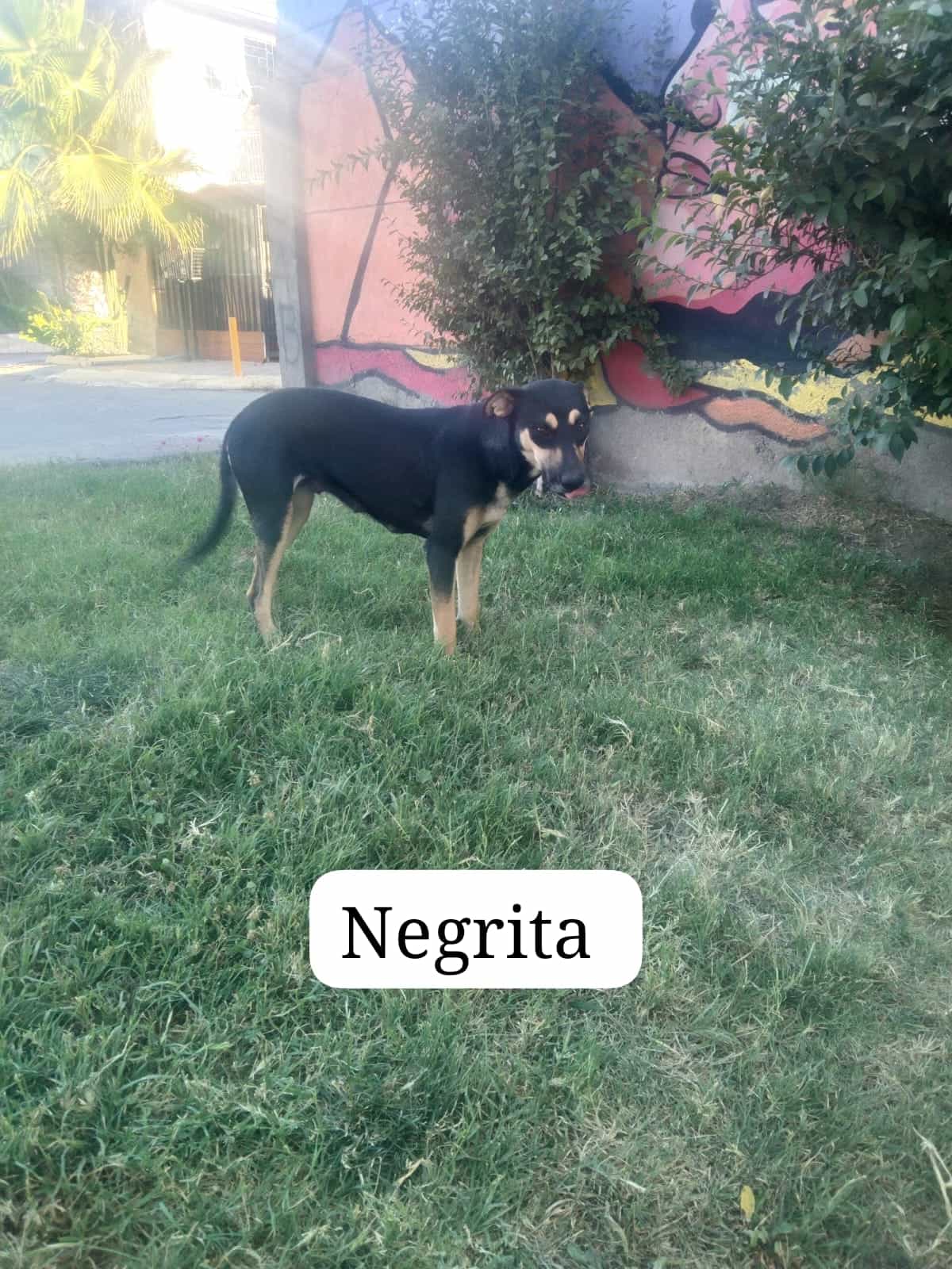 Foto de Negrita