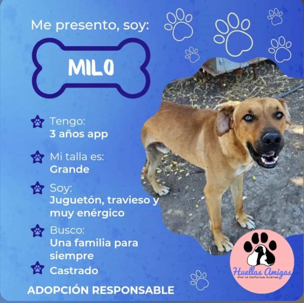 Foto de Milo