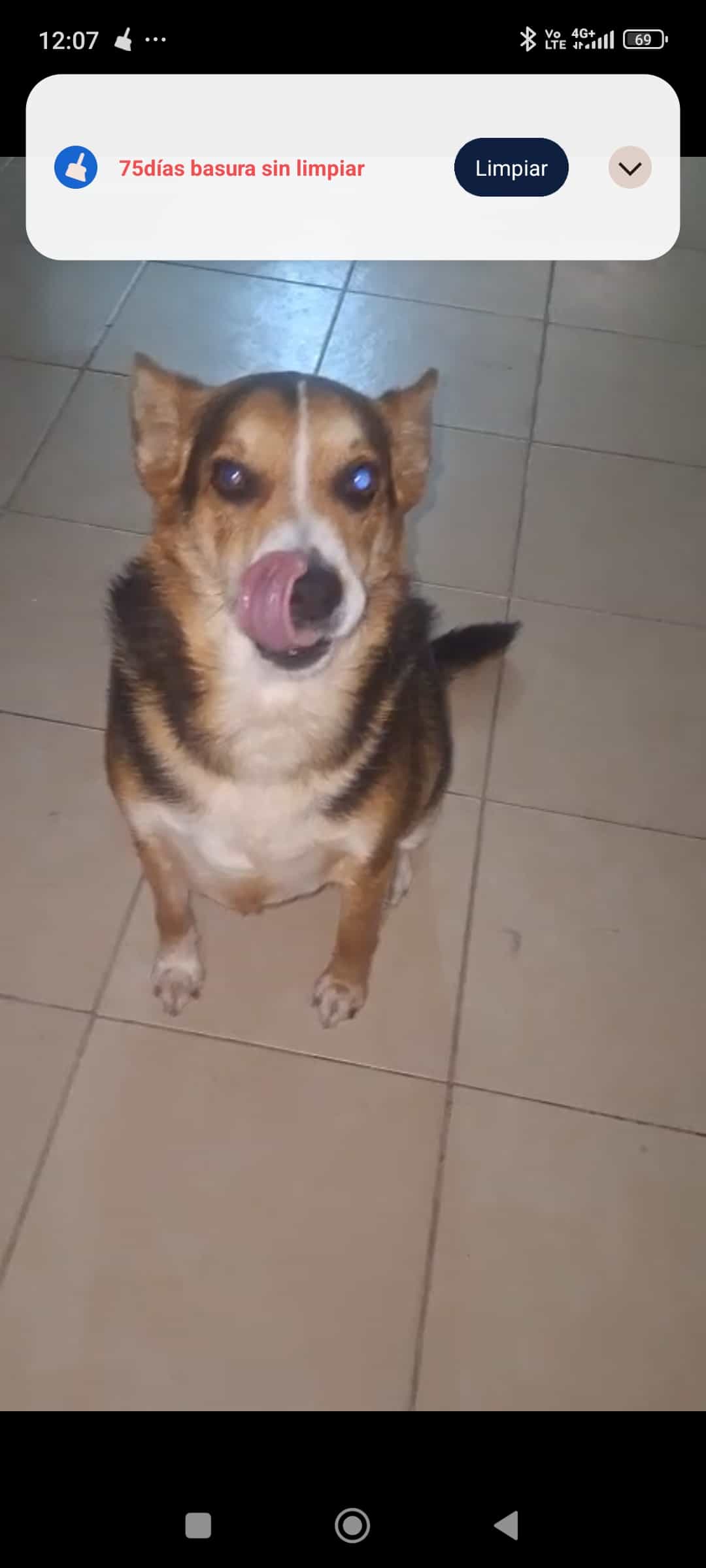Foto de Benji
