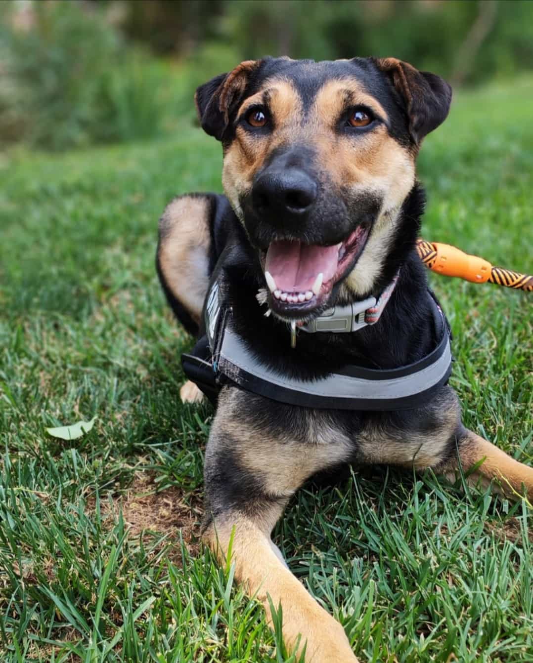 Foto de Balto