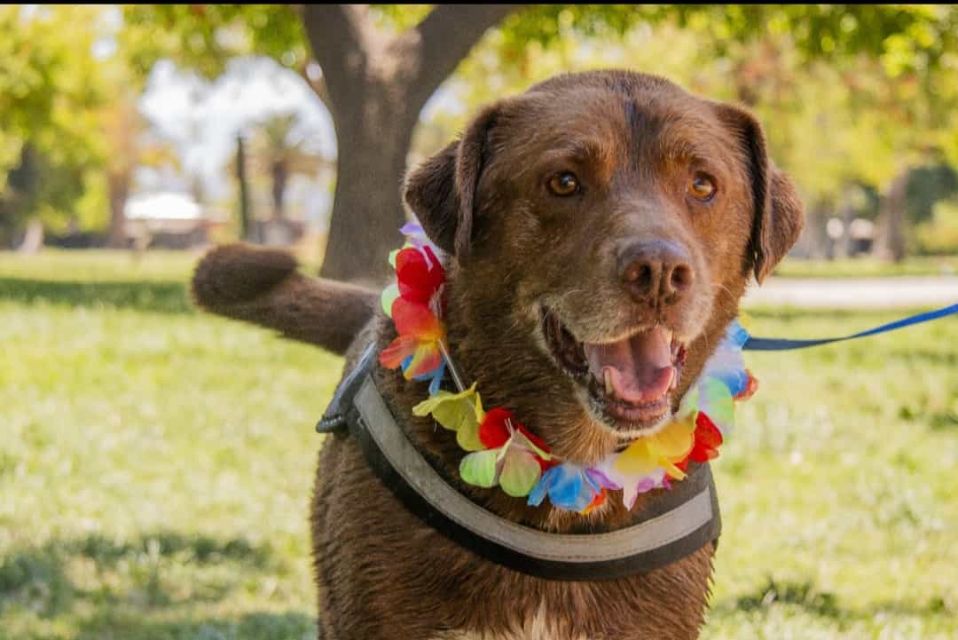 Foto de Chocolate