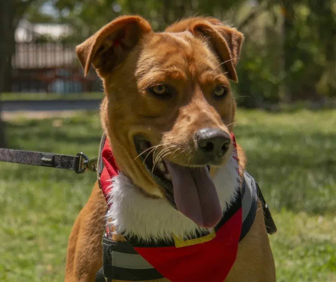 Foto de Jack