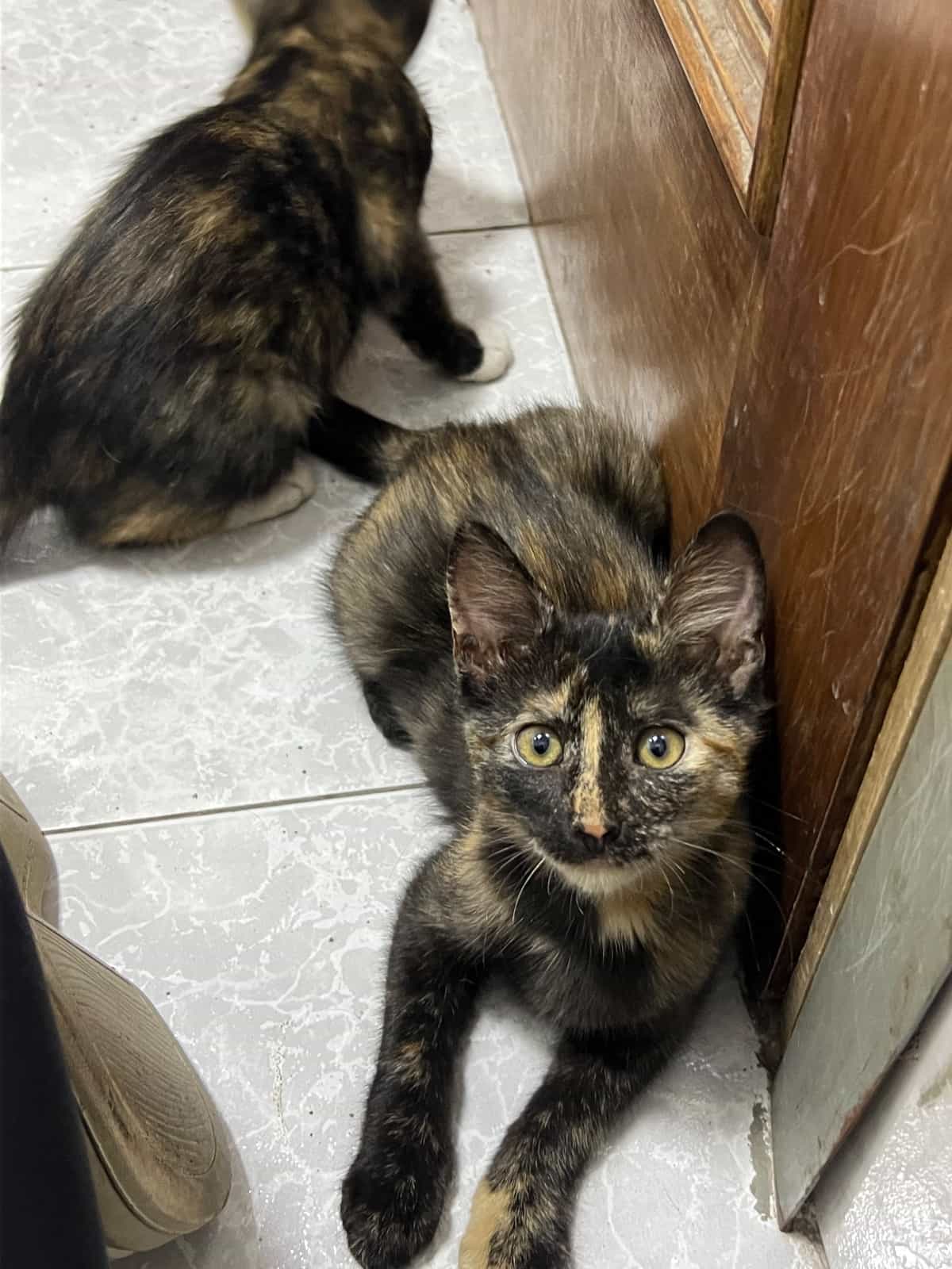 Foto de Suki