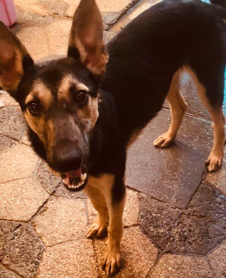 Foto de Lobito