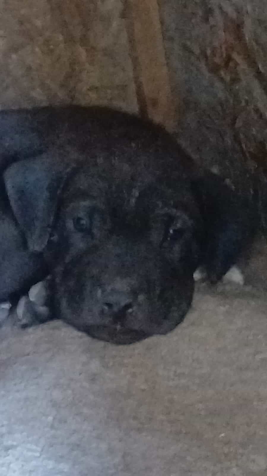 Foto de Negrito