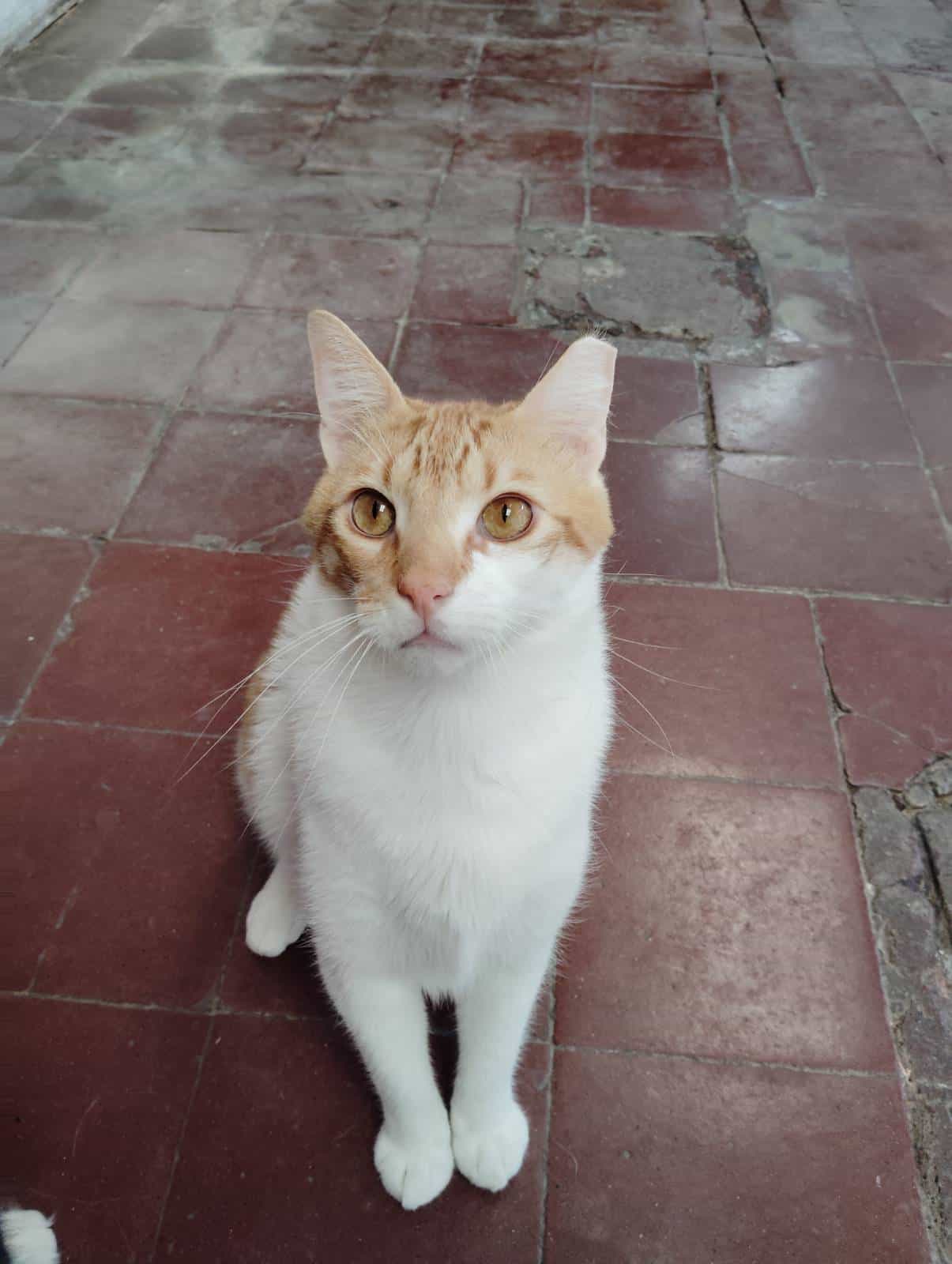 Foto de Thor