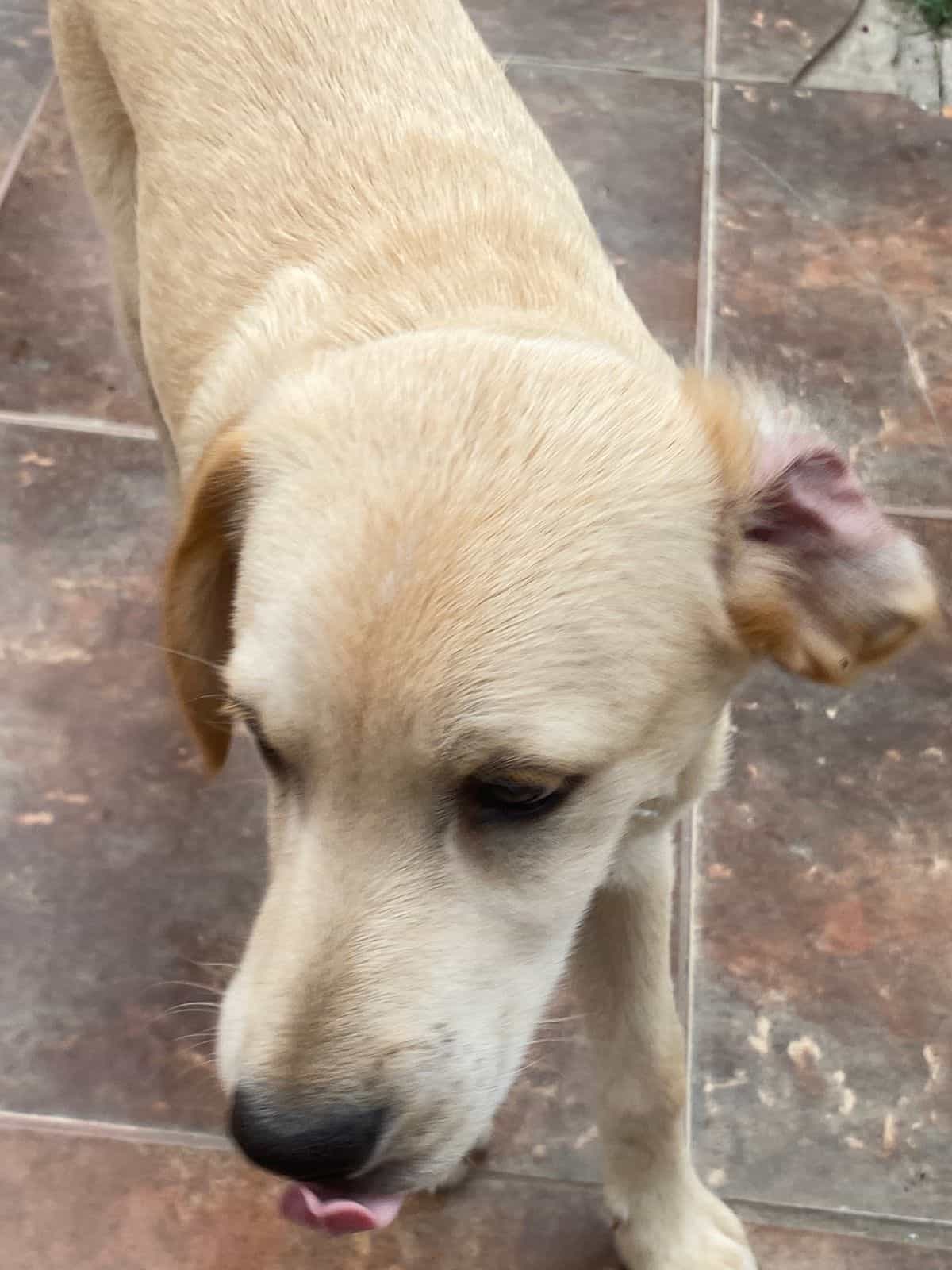 Foto de Juancho