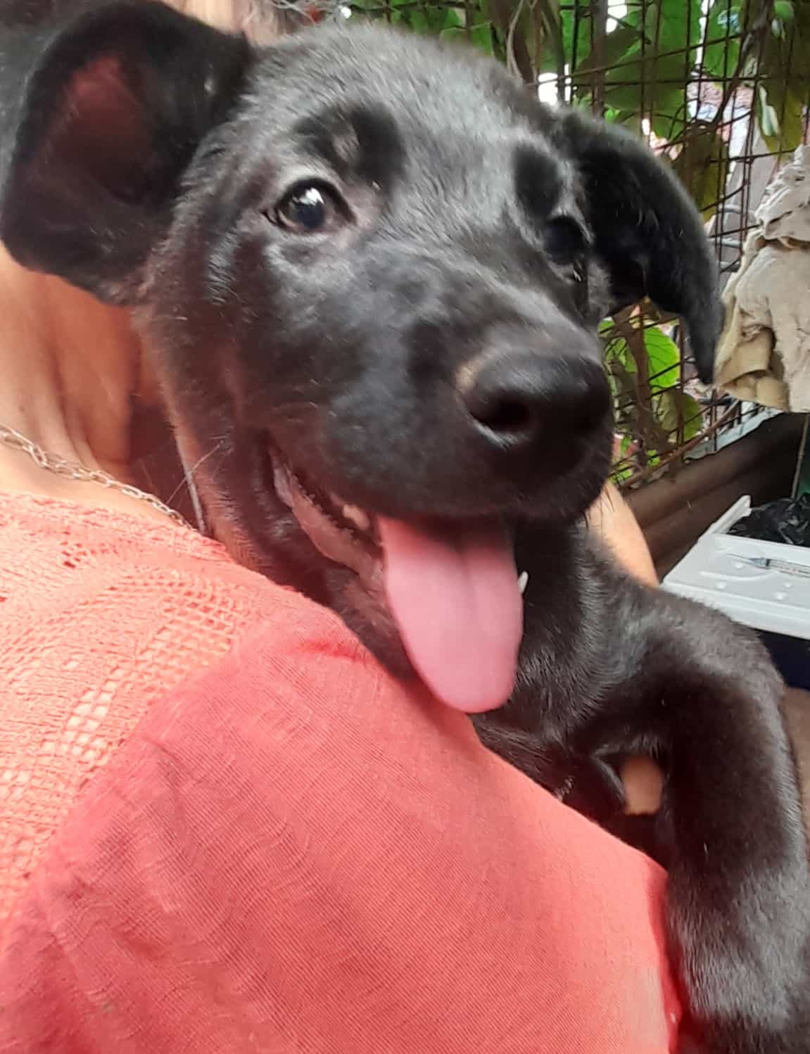 Foto de Duke