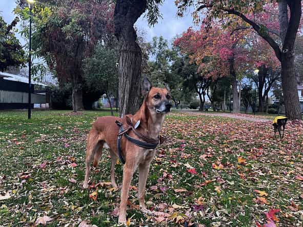 Foto de RICKY NAUTA, mezcla Pastor de Malinois