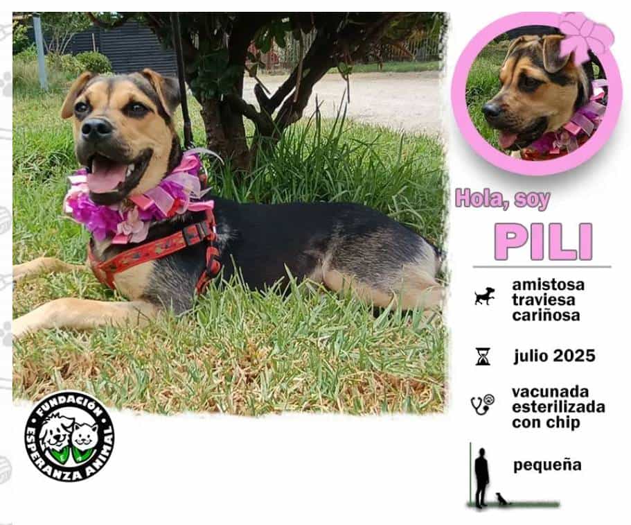 Foto de PILI