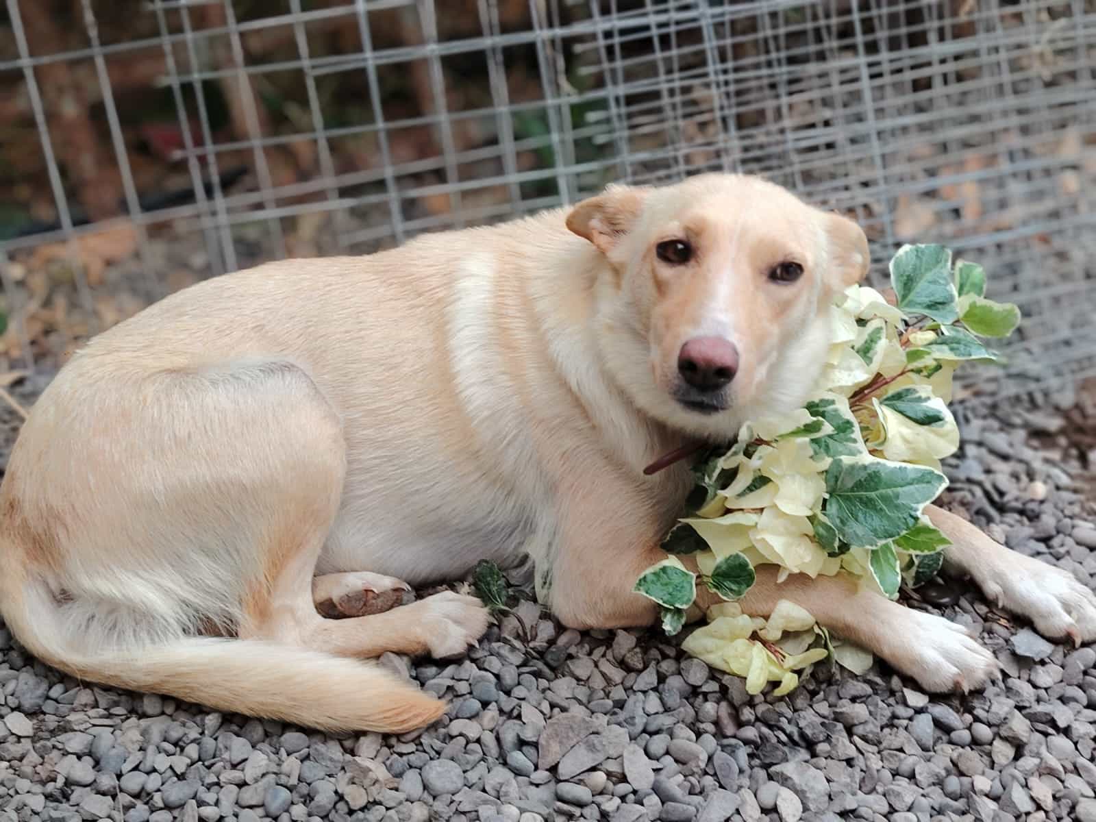 Foto de Lobita