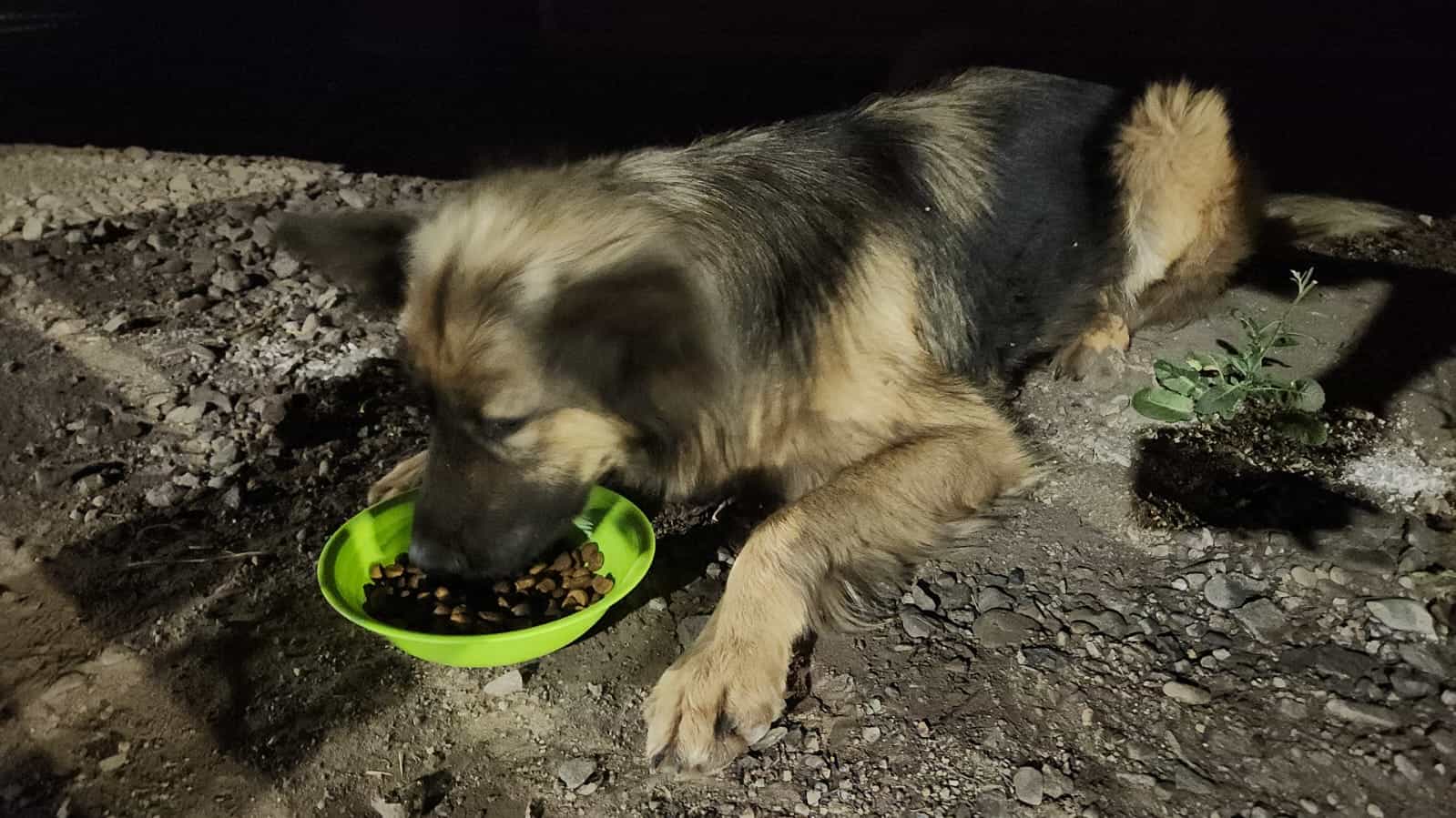 Foto de Osita
