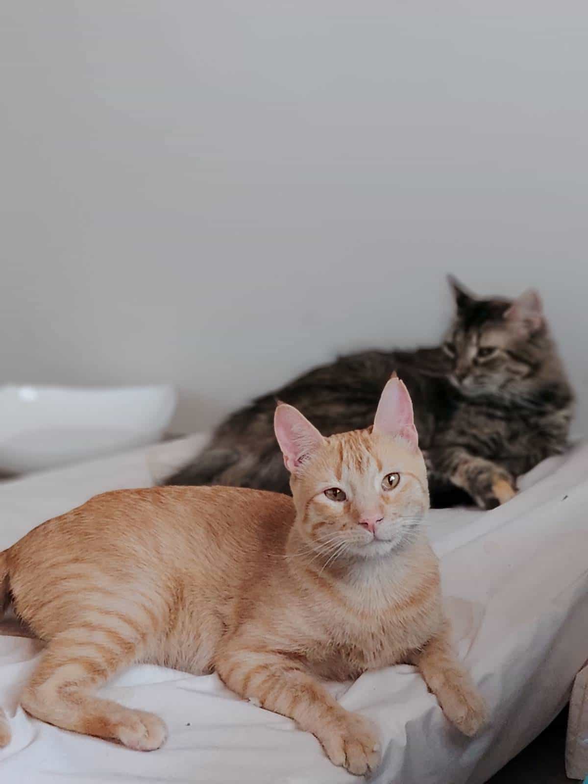 Foto de Michito