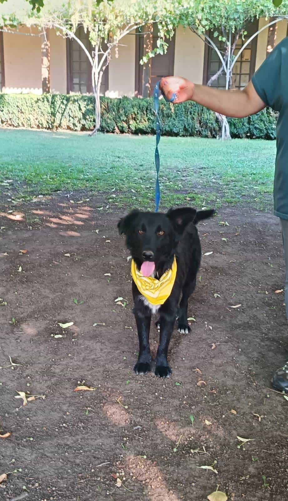 Foto de LAIKA sendero de la vida