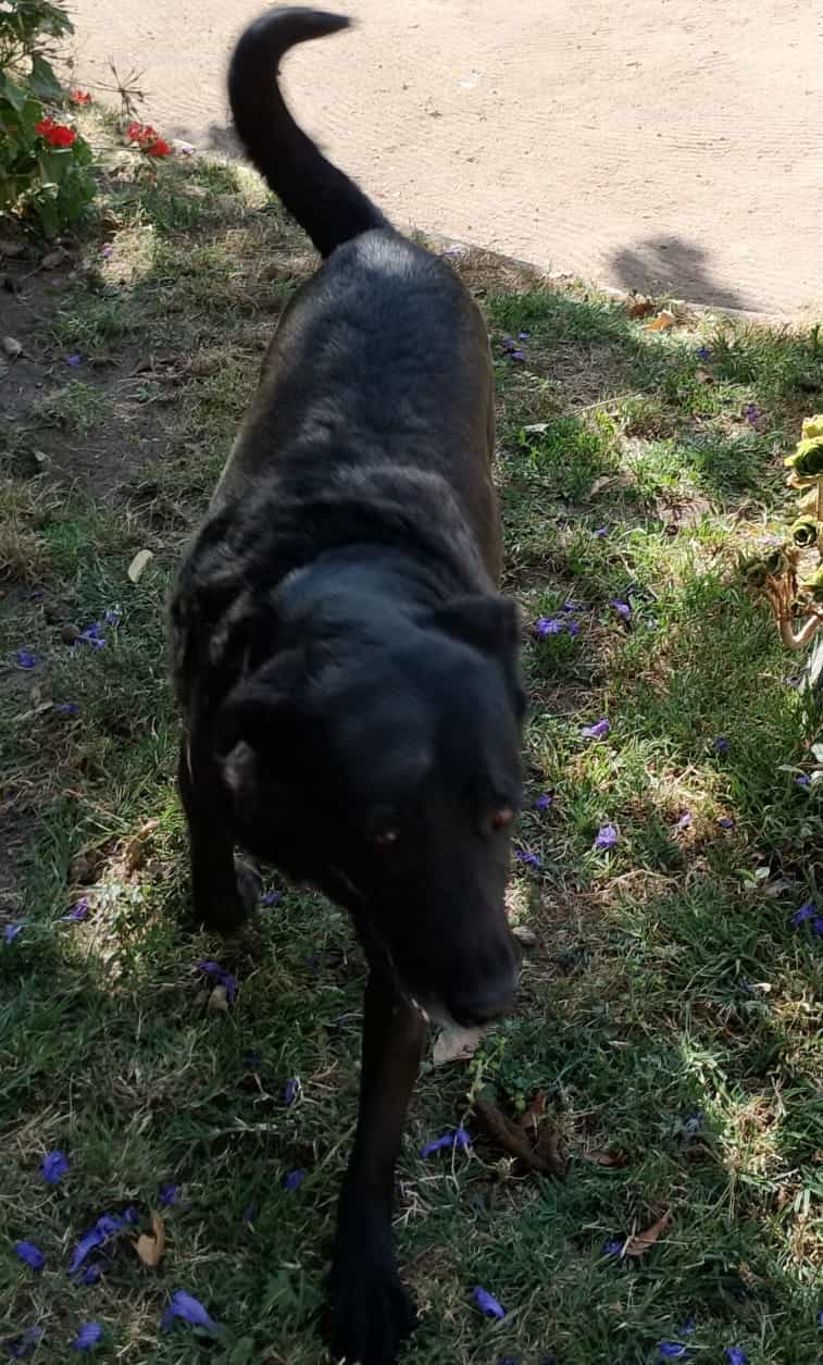 Foto de Blacky
