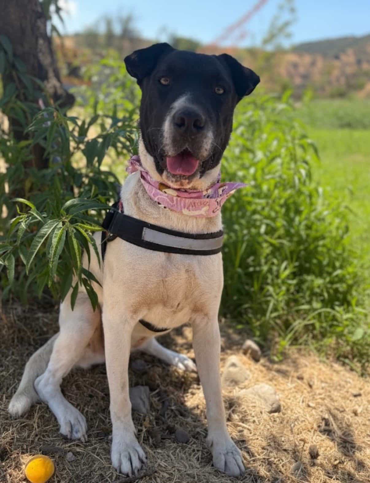 Foto de Cira