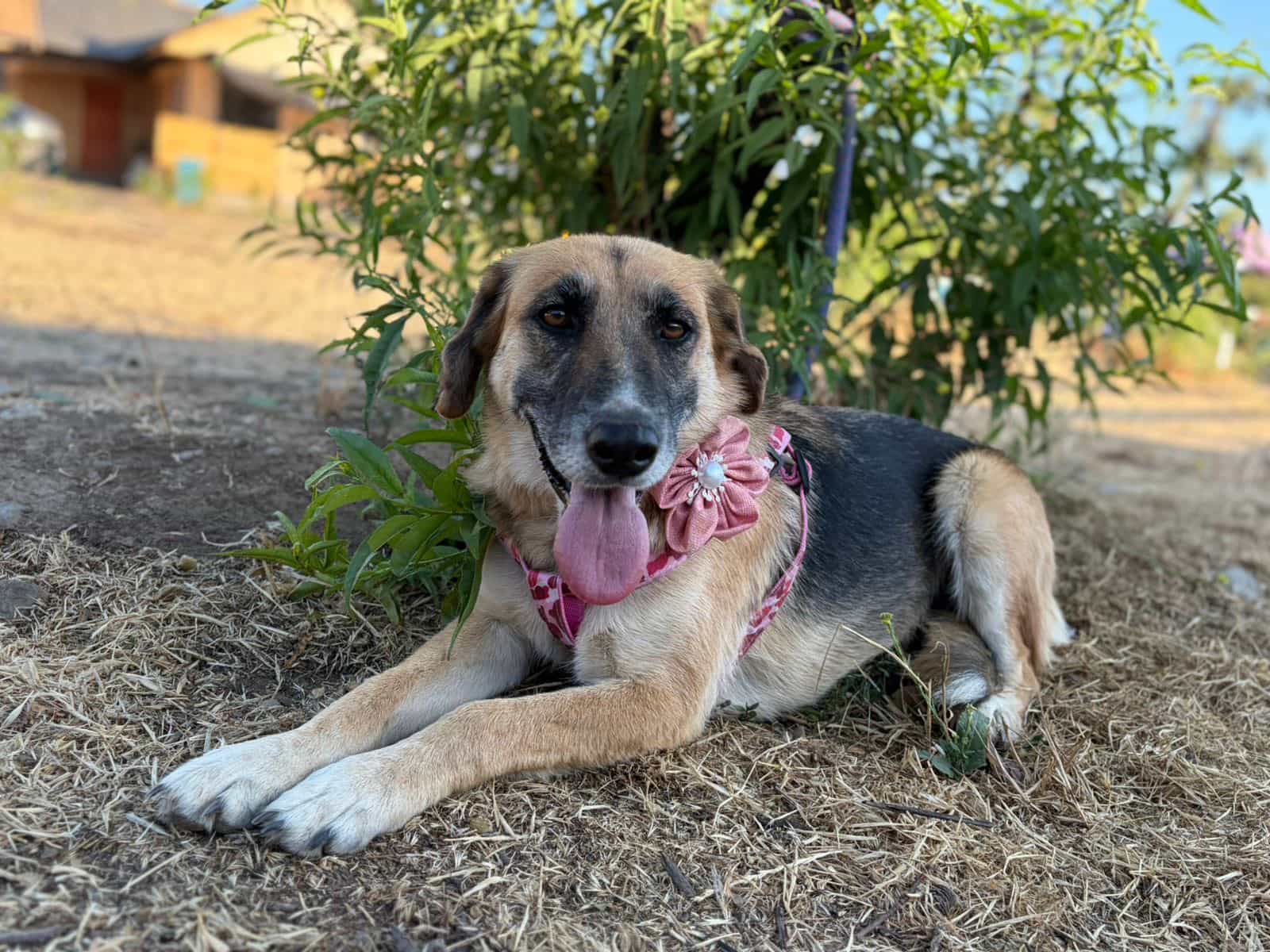 Foto de Princesa