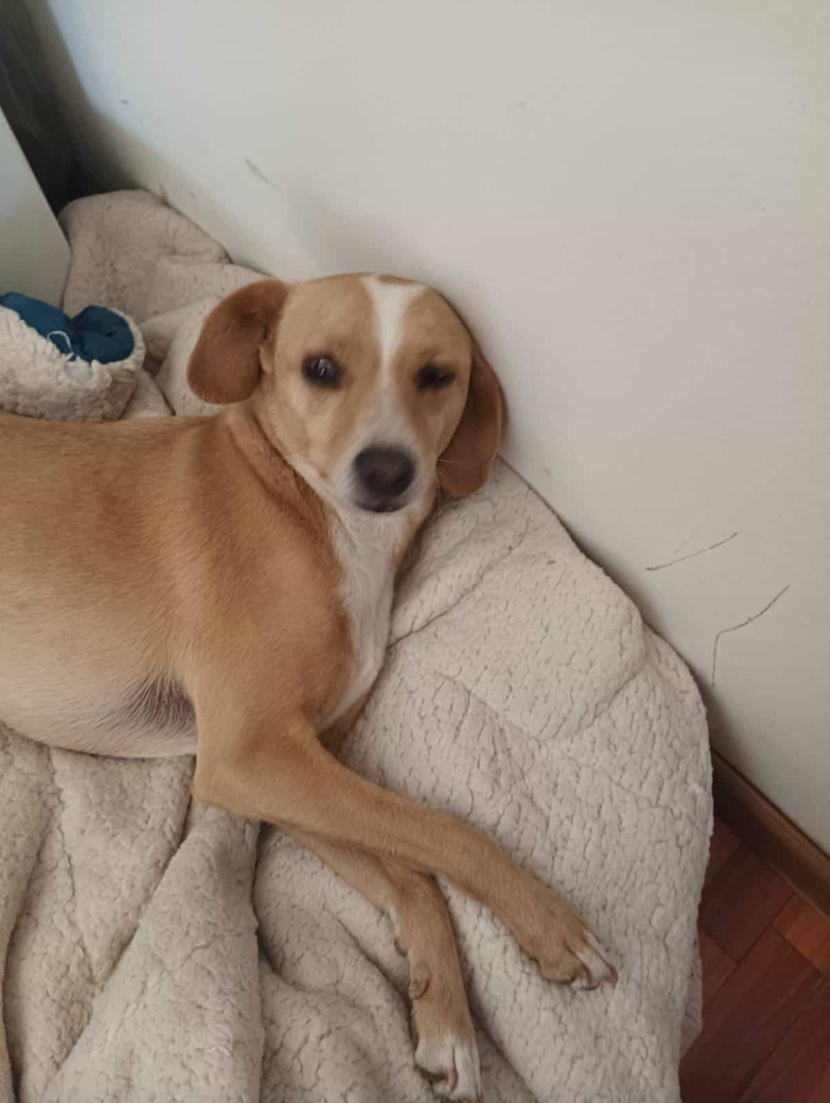 Foto de Canela