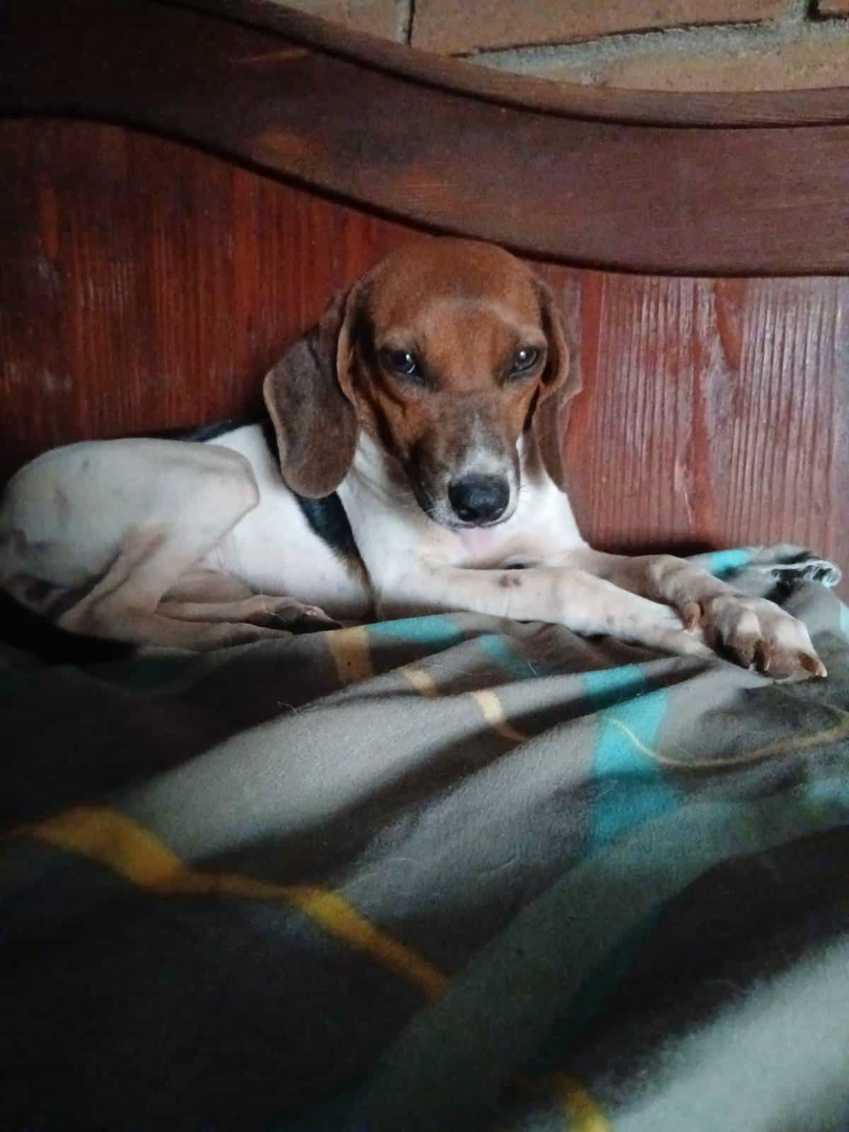 Foto de Molly
