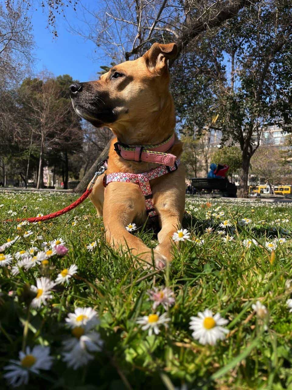 Foto de Nala