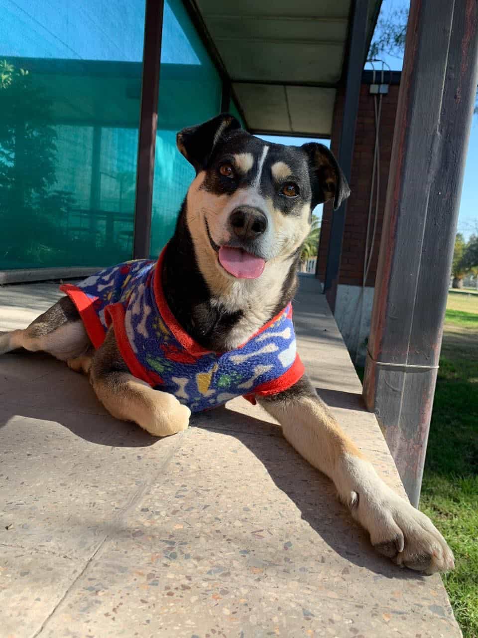 Foto de Piwi